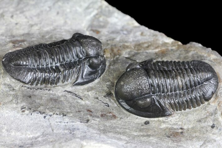 Two Detailed Gerastos Trilobite Fossils - Morocco #134098